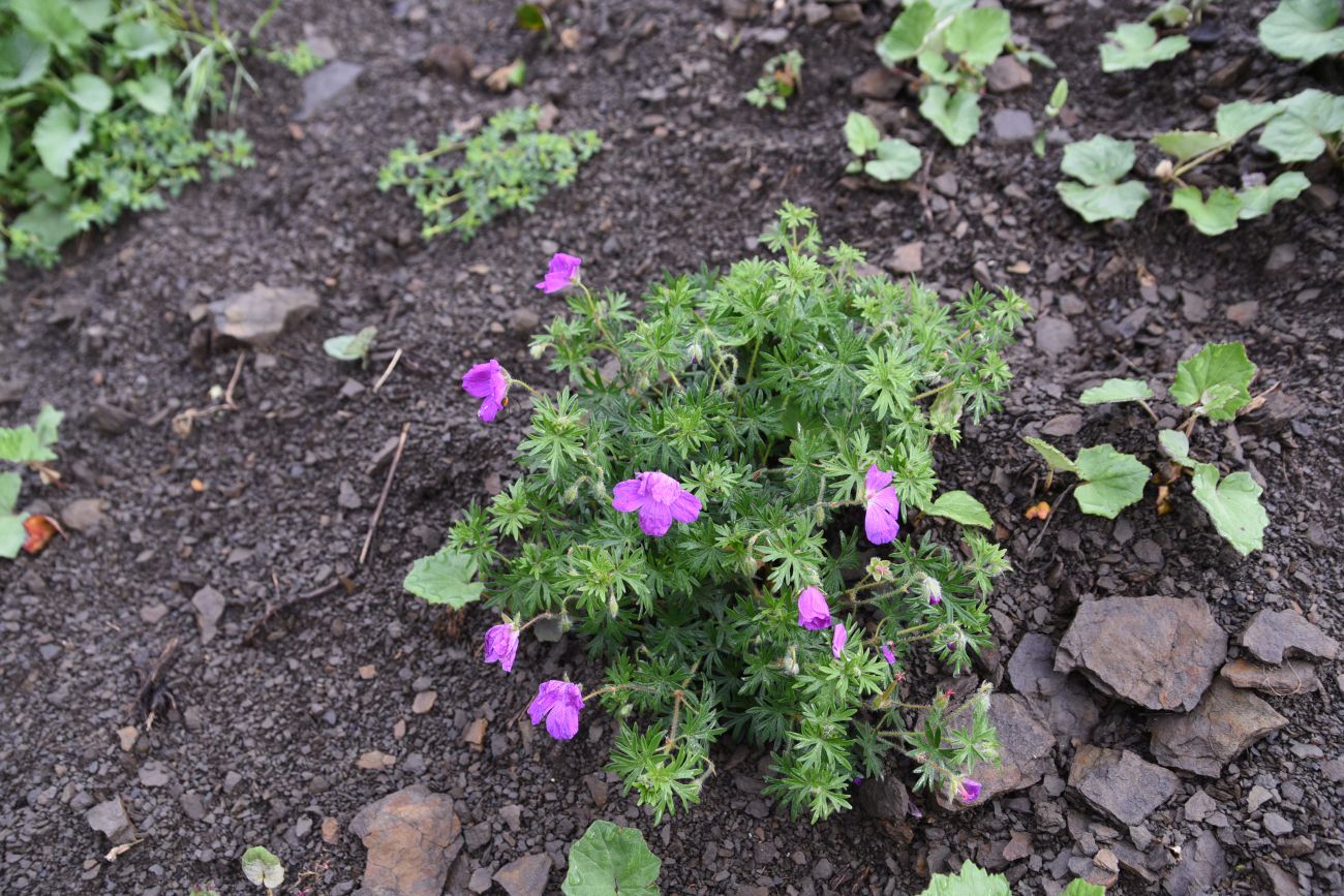 Изображение особи Geranium sanguineum.