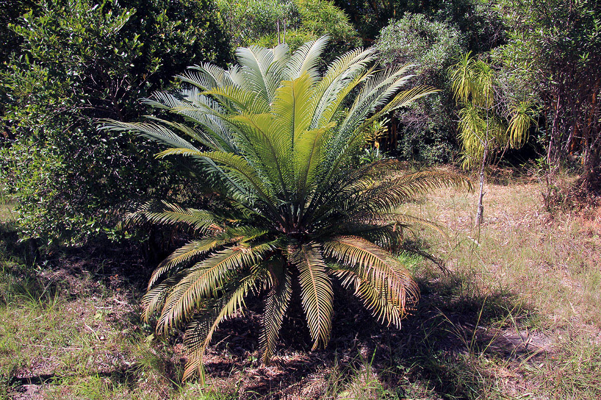 Изображение особи Cycas thouarsii.