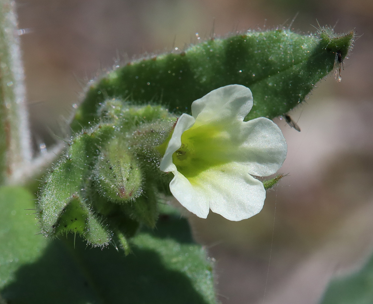 Image of Nonea lutea specimen.