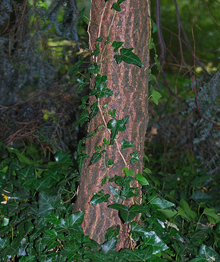 Изображение особи Tsuga canadensis.