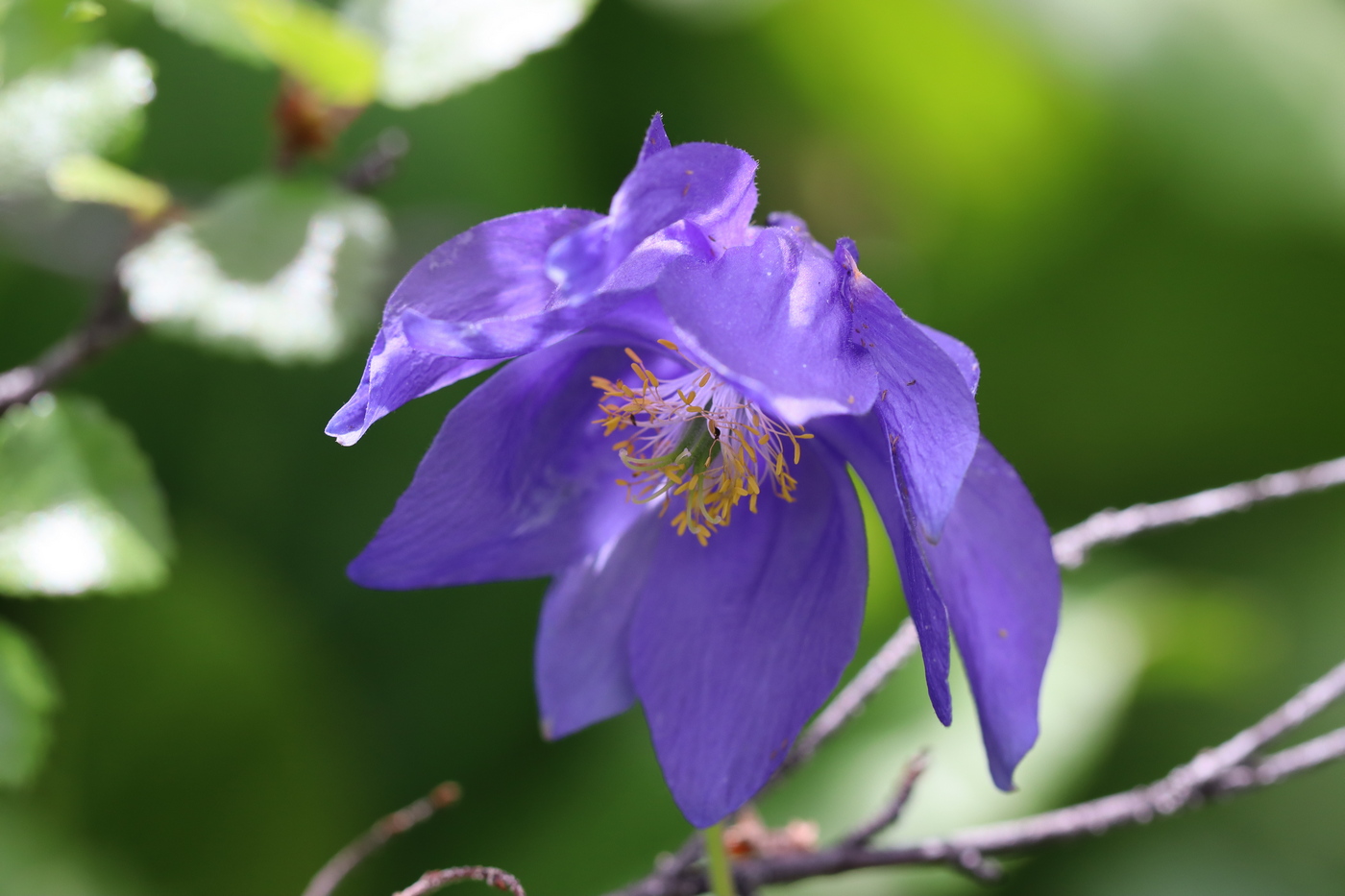 Image of Aquilegia glandulosa specimen.