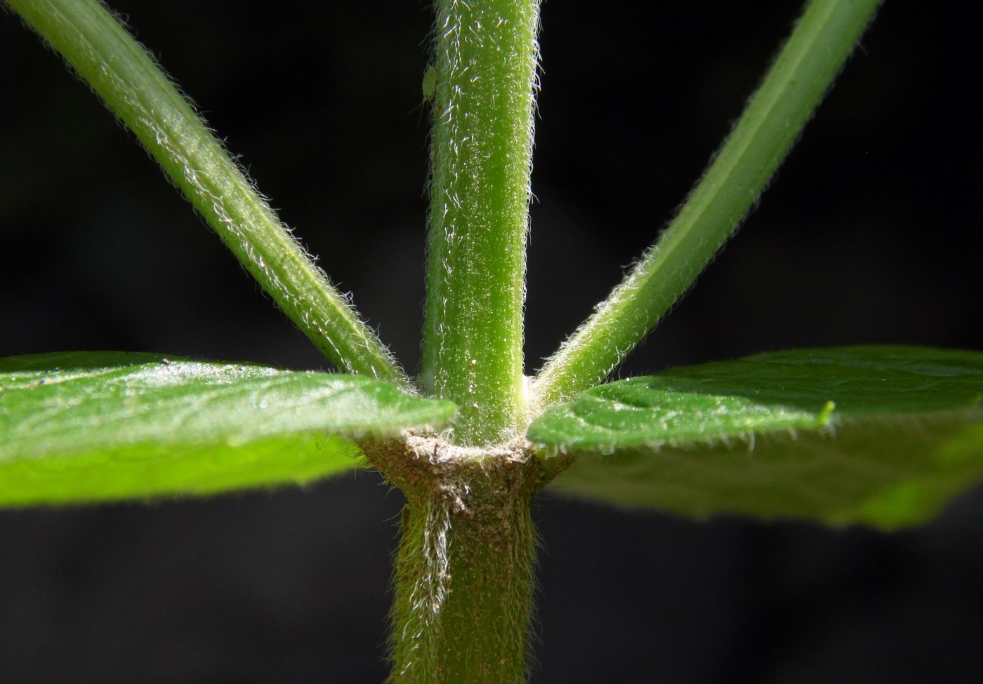 Image of Mentha longifolia specimen.