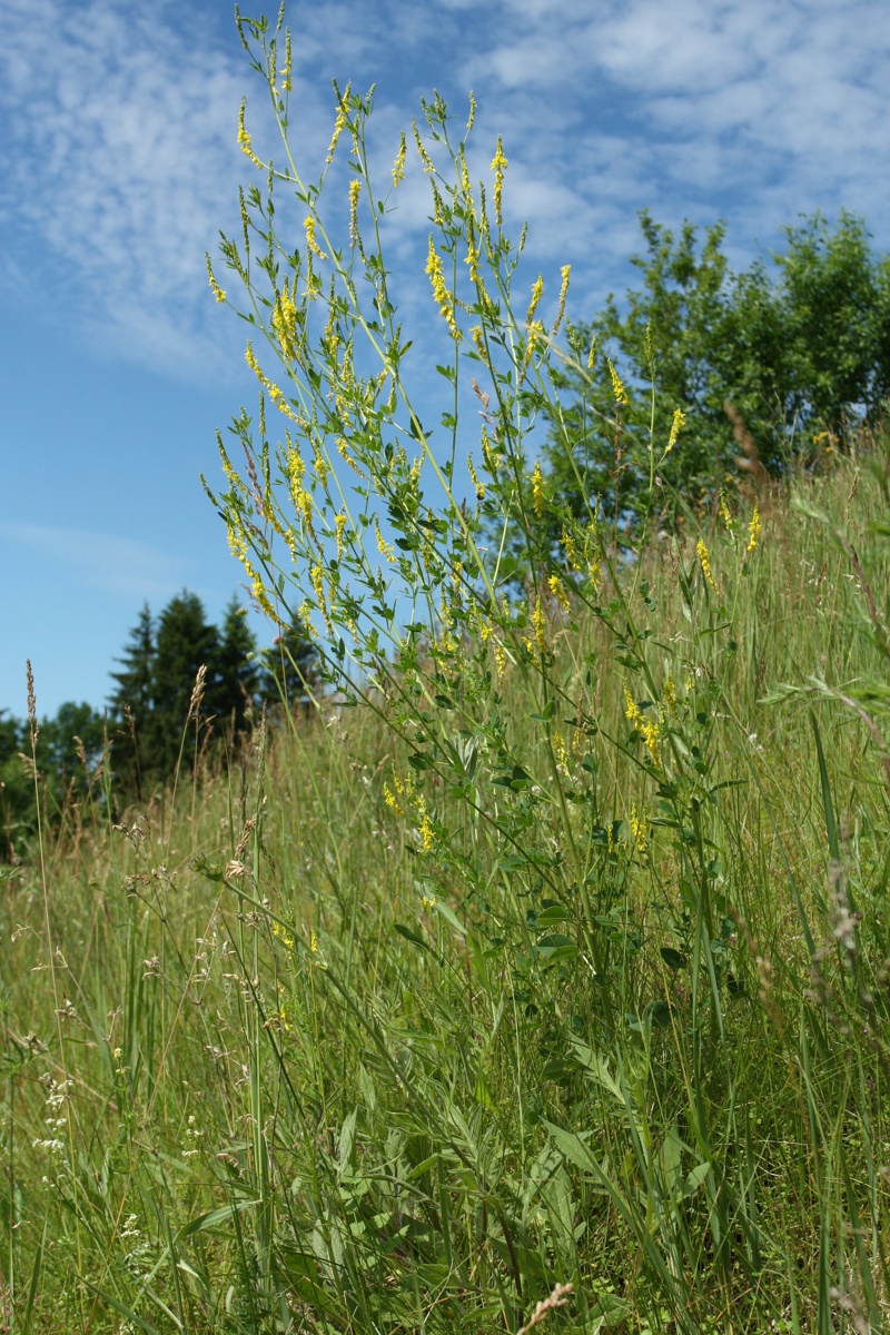 Изображение особи Melilotus officinalis.