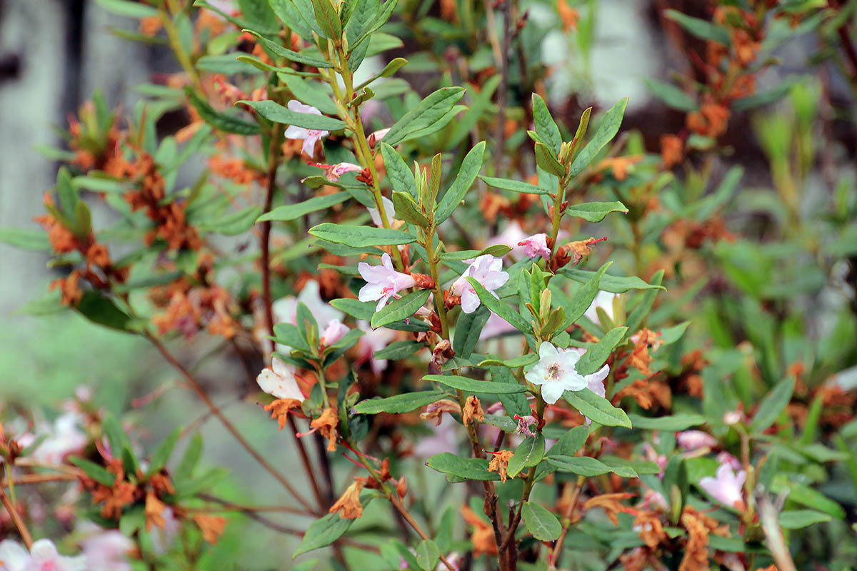 Изображение особи род Rhododendron.