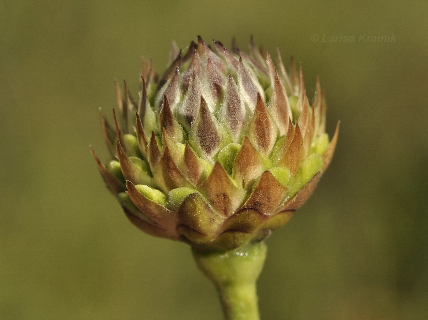 Изображение особи Cephalaria uralensis.