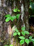 Toxicodendron orientale. Часть побега на стволе дерева. Курильские о-ва, о-в Кунашир, вулкан Менделеева, ≈ 400 м н.у.м., широколиственный лес. 21.08.2022.