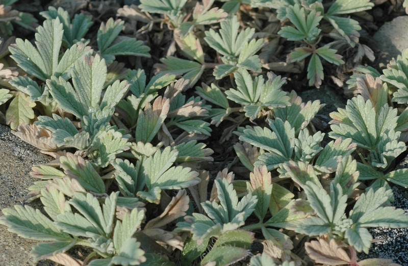 Image of Potentilla acaulis specimen.
