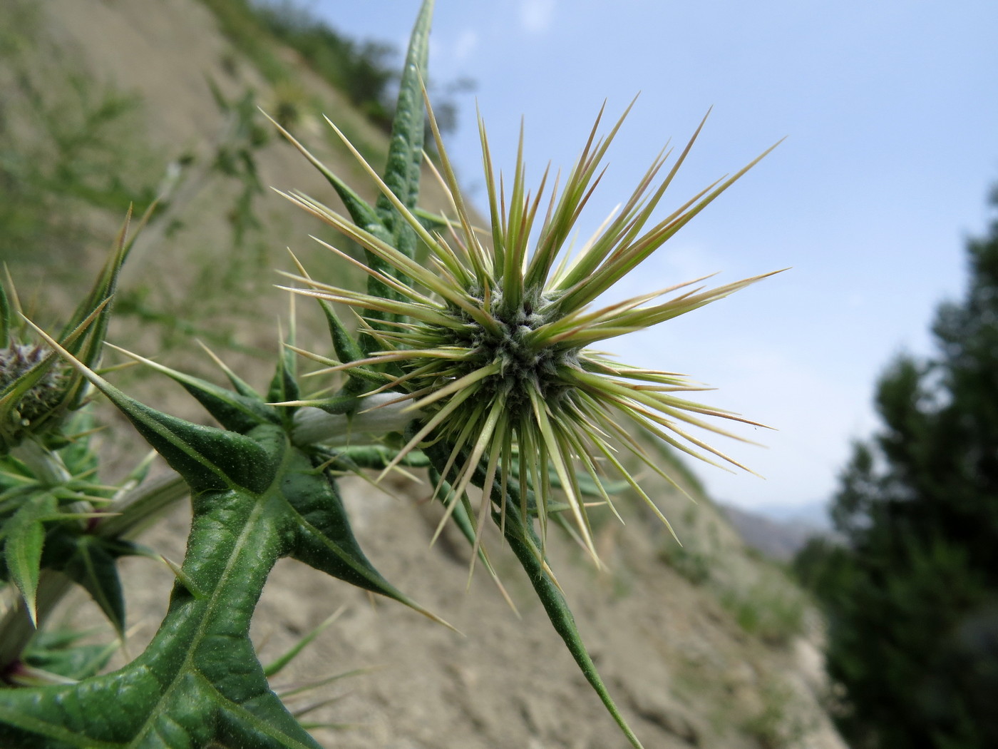 Изображение особи Echinops maracandicus.