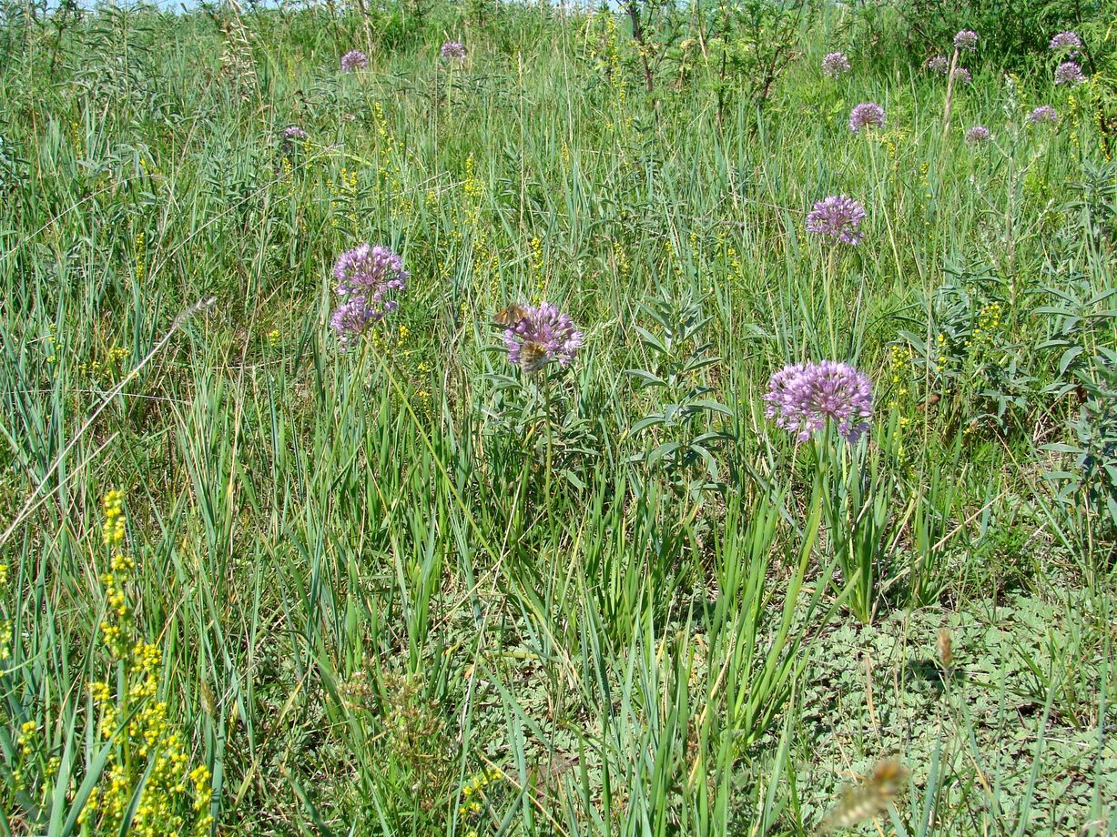 Image of genus Allium specimen.