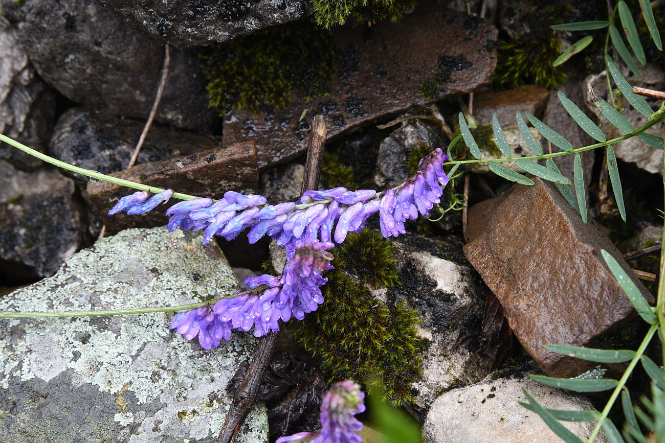 Image of Vicia grossheimii specimen.