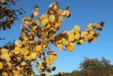 Populus tremula