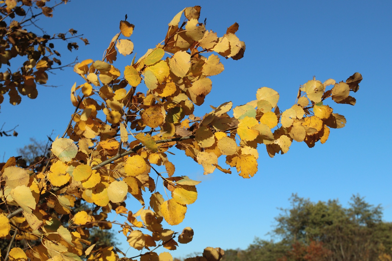 Image of Populus tremula specimen.