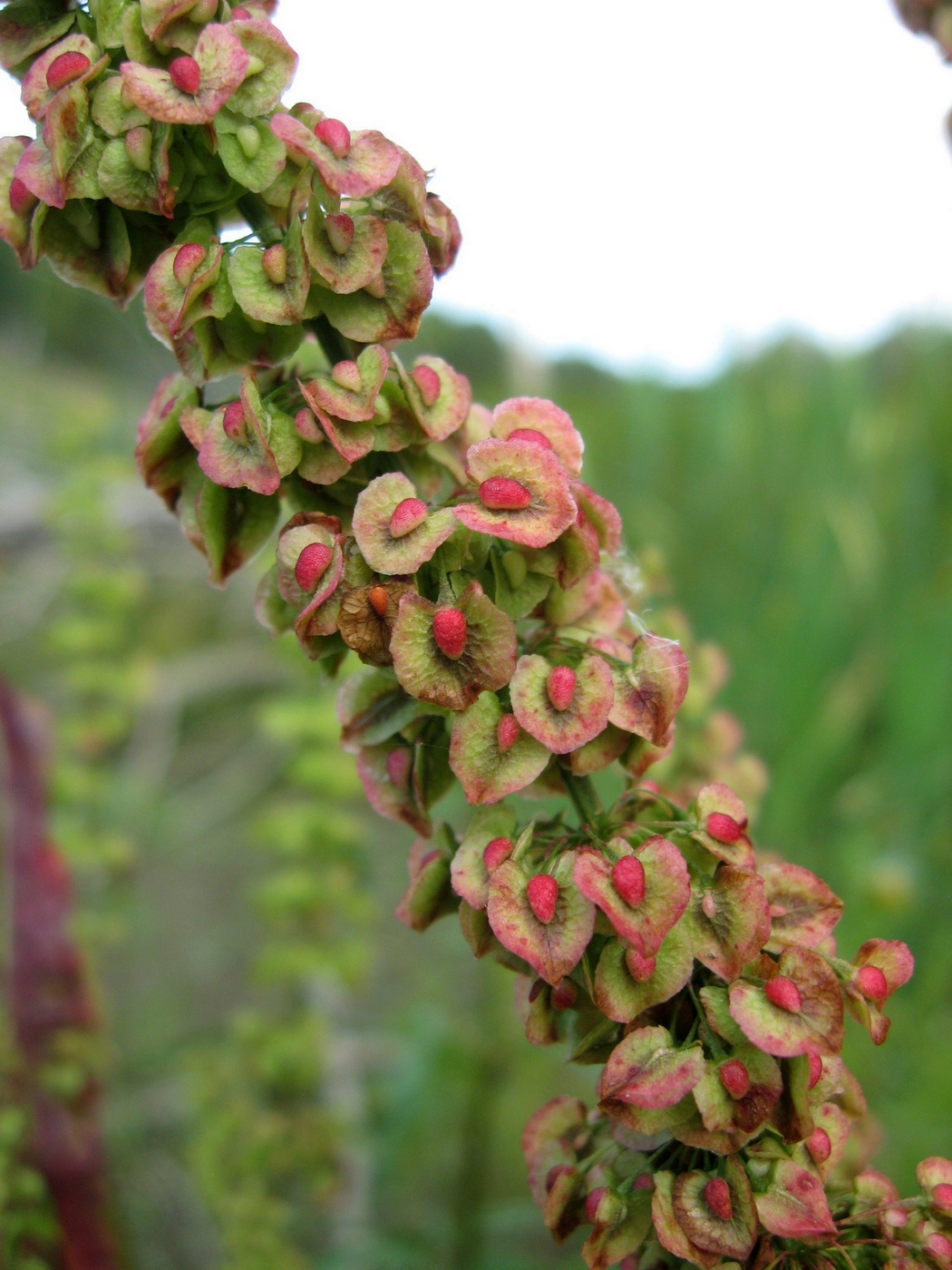Изображение особи Rumex crispus.