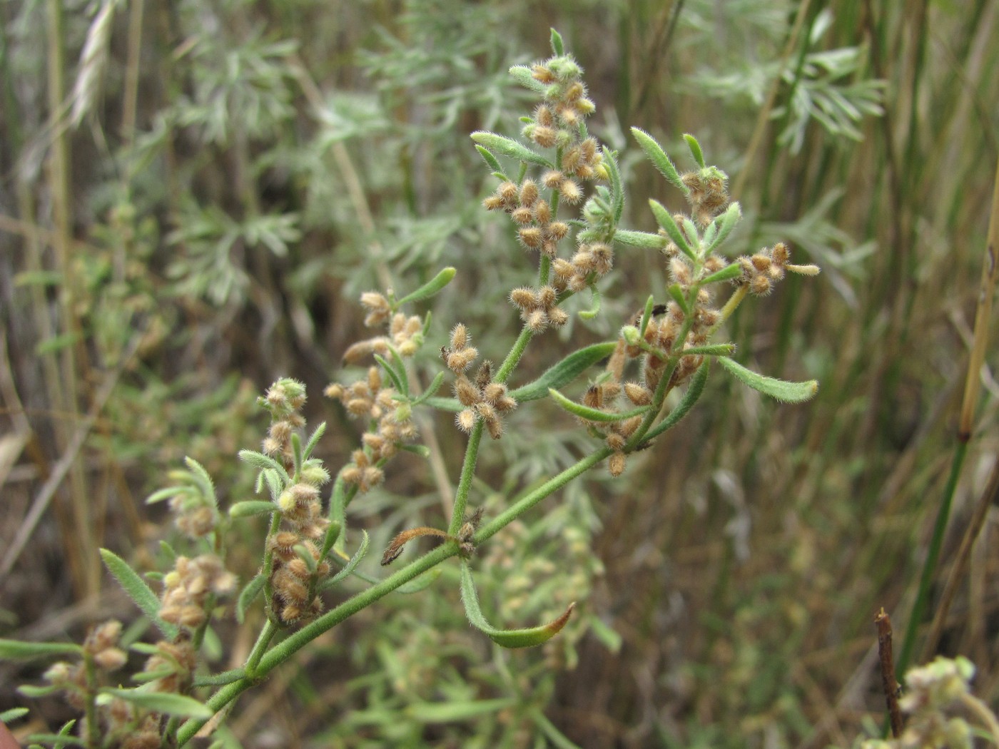 Image of Herniaria incana var. angustifolia specimen.