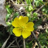 Potentilla crantzii. Цветущее растение в смешанном лесу. Карачаево-Черкесия, Зеленчукский р-н, долина р. Ходюк (выс. 1650 м н.у.м.). 30.04.2010.