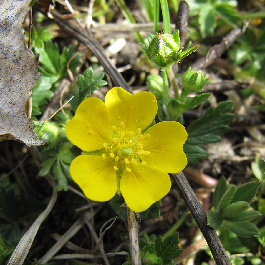 Изображение особи Potentilla crantzii.