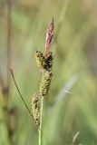 Carex cespitosa. Верхушка побега с соплодиями (внизу) и отцветшим мужским соцветием. Кольский п-ов, Кандалакшский берег Белого моря, низкий каменистый заболоченный участок на окраине соснового леса. 22.07.2021.