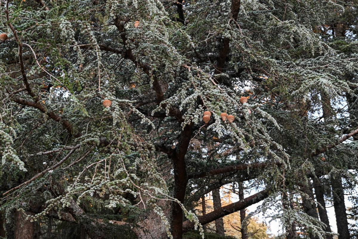 Изображение особи Cedrus atlantica.