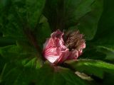 Geum rivale