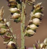 Echinochloa crus-galli. Часть соплодия. Приморский край, г. Владивосток, о. Русский, кампус ДВФУ. 19.10.2022.