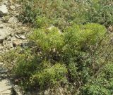 Salvia scabiosifolia. Вегетирующее растение. Крым, Феодосия, хр. Тепе-Оба, глинистый приморский склон. 16 августа 2021 г.