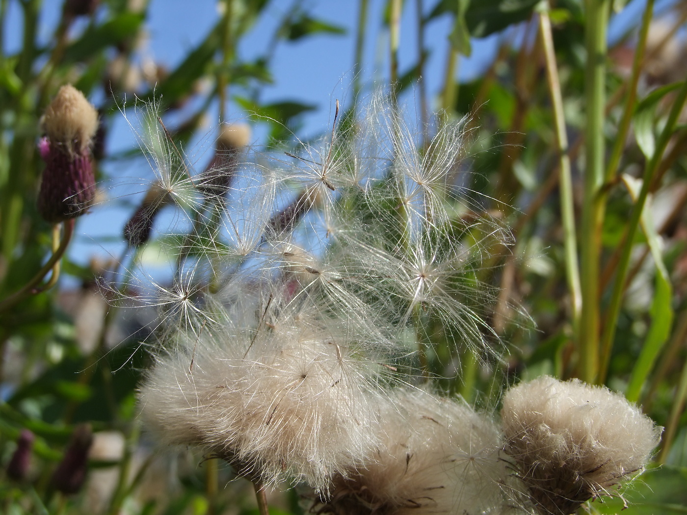 Image of Cirsium setosum specimen.