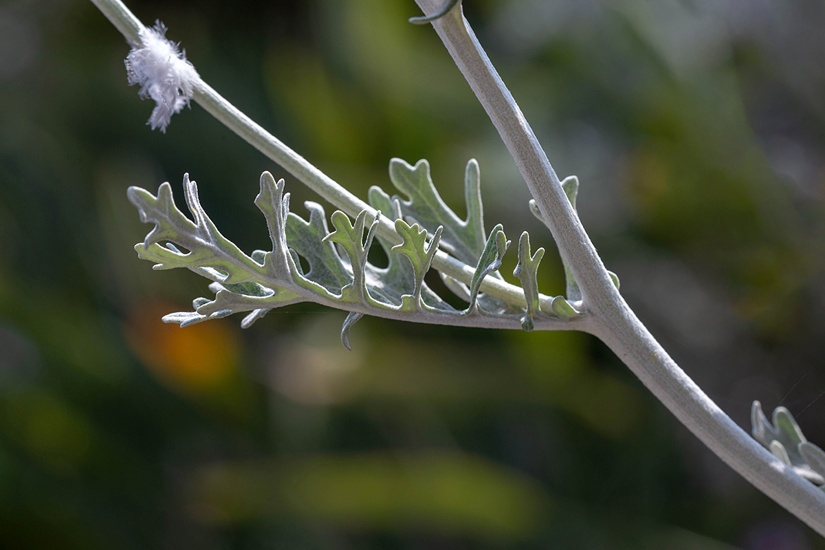 Изображение особи Senecio cineraria.