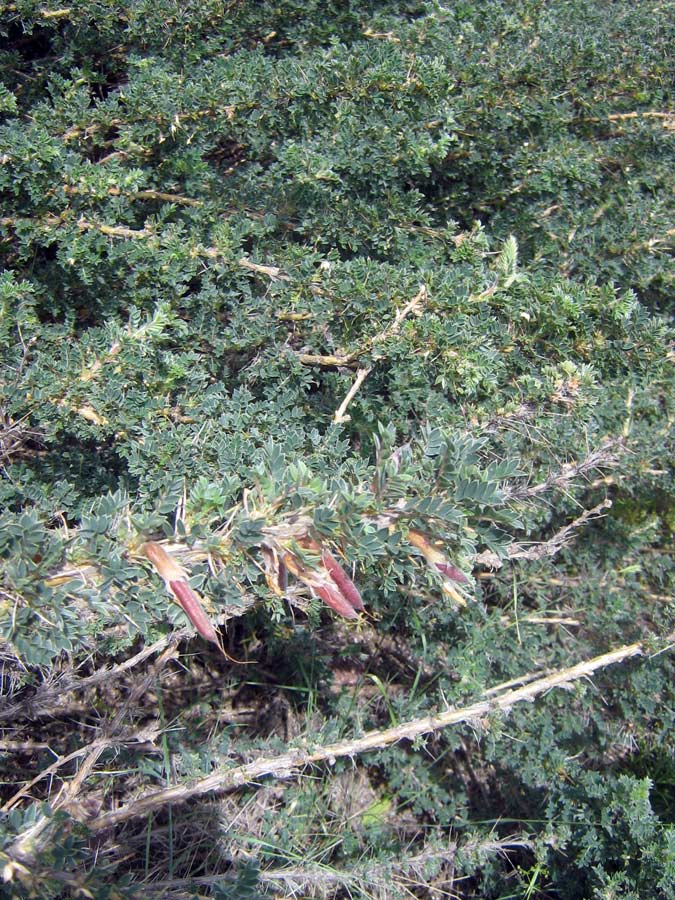 Image of Caragana pleiophylla specimen.