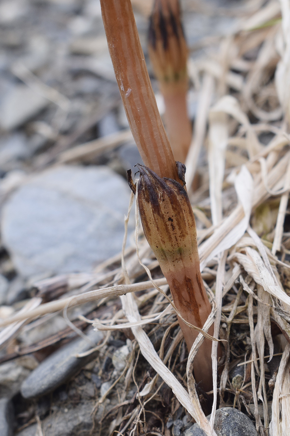 Image of Equisetum arvense specimen.