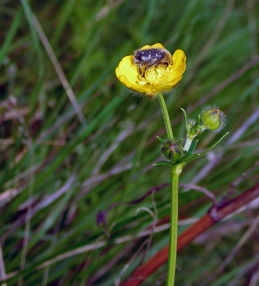 Изображение особи Ranunculus meyerianus.