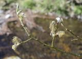 Salix caprea