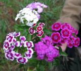 Dianthus barbatus. Соцветия с цветками различной окраски. Курская обл., Железногорский р-н, с. Карманово, ур. \"Кармановская дача\". Одичавшие растения в глубине леса в 10 метрах от просёлочной дороги. 10 июля 2008 г.