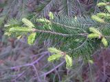 Abies nephrolepis. Ветвь с молодыми побегами. Владивосток, Ботанический сад-институт ДВО РАН. 17 мая 2009 г.