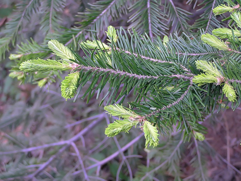 Изображение особи Abies nephrolepis.