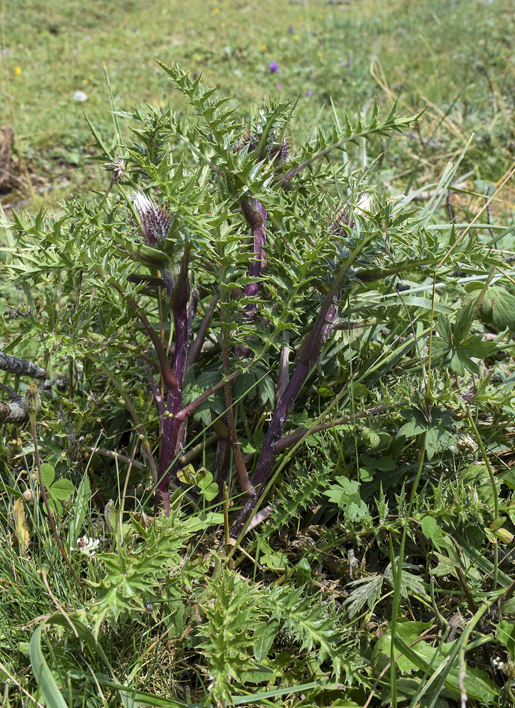 Изображение особи Carlina acaulis ssp. caulescens.