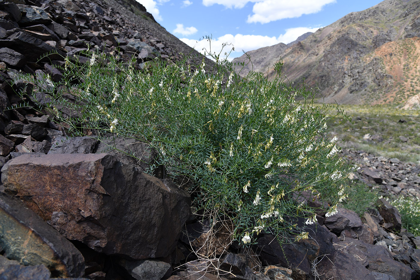 Изображение особи Vicia costata.