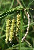 Carex pseudocyperus. Часть стебля с соплодиями и отцветшим мужским соцветием. Марий Эл, Оршанский р-н, оз. Табашинское, прибрежные заросли. 04.08.2023.