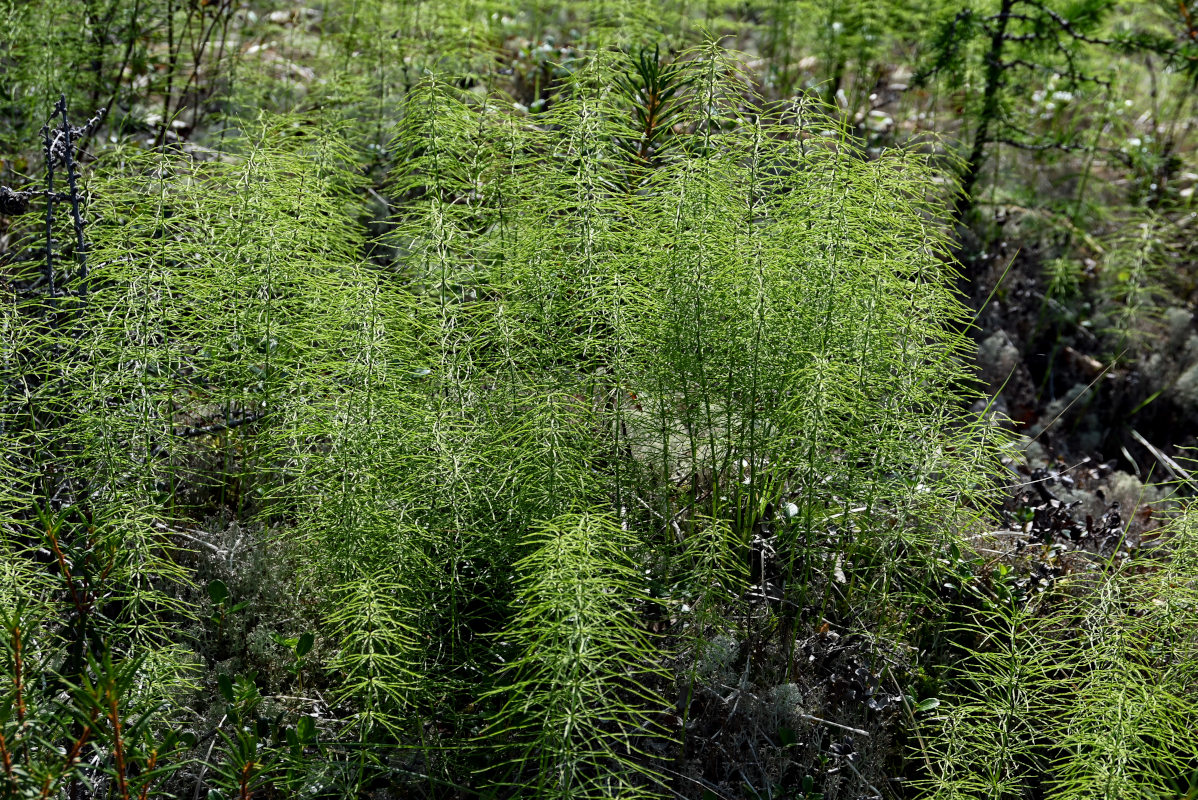 Изображение особи Equisetum pratense.