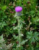 Cirsium vulgare. Верхушка цветущего растения. Сахалин, г. Южно-Сахалинск, горнолыжный комплекс \"Горный воздух\", опушка смешанного леса. 09.08.2023.