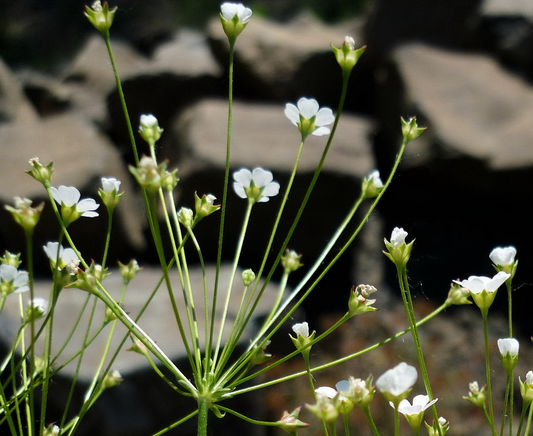 Image of Androsace lactiflora specimen.