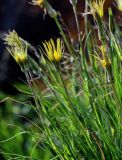 Tragopogon filifolius