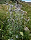 Echinops sphaerocephalus