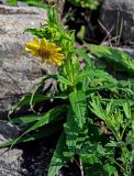 Arnica sachalinensis. Цветущее растение. Сахалин, Макаровский гор. округ, окр. Клоковского водопада, каменистый берег ручья. 12.08.2023.