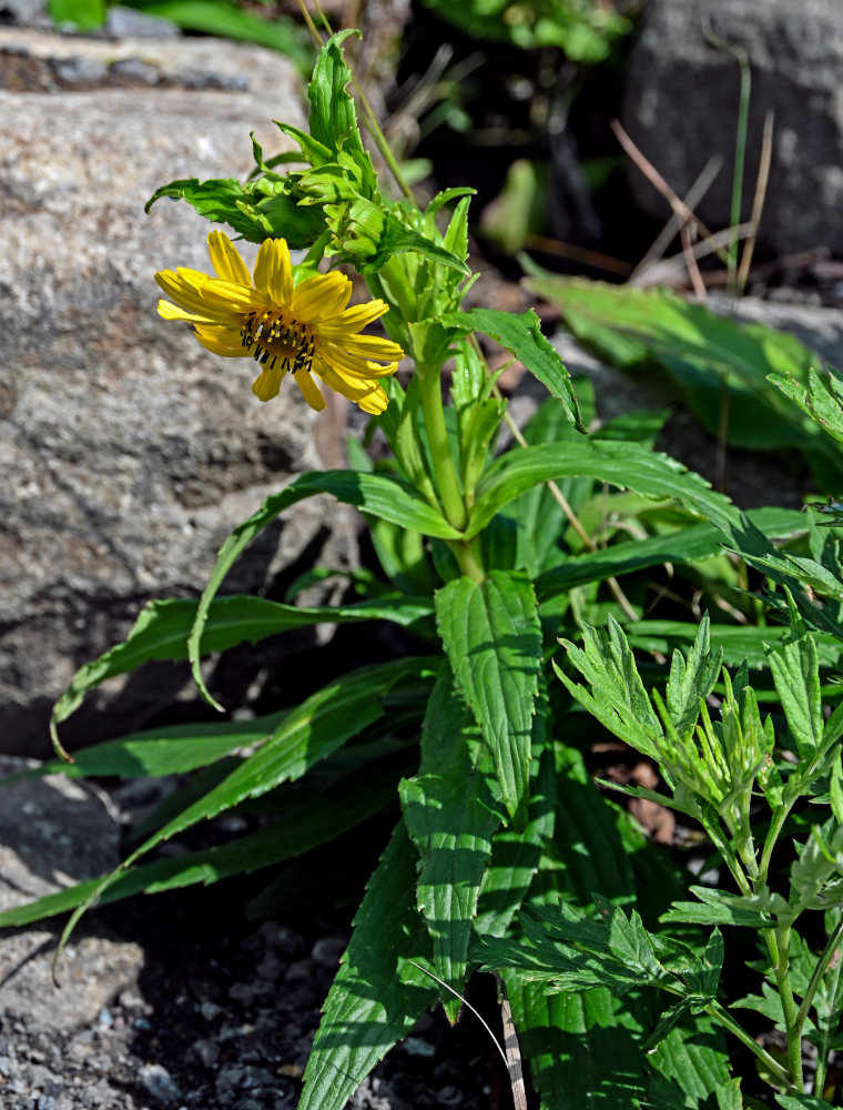 Изображение особи Arnica sachalinensis.