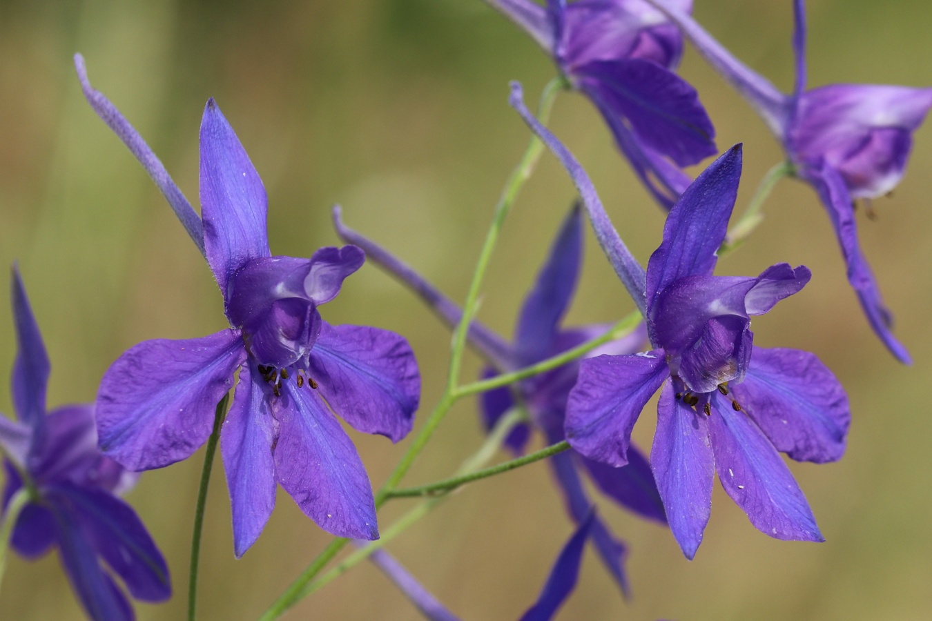 Изображение особи Delphinium consolida.