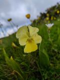 Viola oreades. Цветок. Краснодарский край, городской округ Сочи, Адлерский р-н, с. Эстосадок, горнолыжный курорт \"Роза Хутор\", пеший маршрут \"Панорама\", южный склон хр. Аибга, 2200 м н.у.м., субальпийский луг. 07.07.2023.