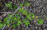 genus Salix. Ветвь с соплодиями. Красноярский край, Таймырский Долгано-Ненецкий р-н, плато Путорана, устье р. Кутарамакан, каменистый пляж. 23.07.2023.
