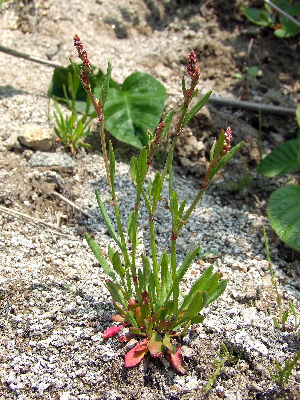 Image of Rumex acetosella specimen.