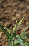 Lactuca undulata