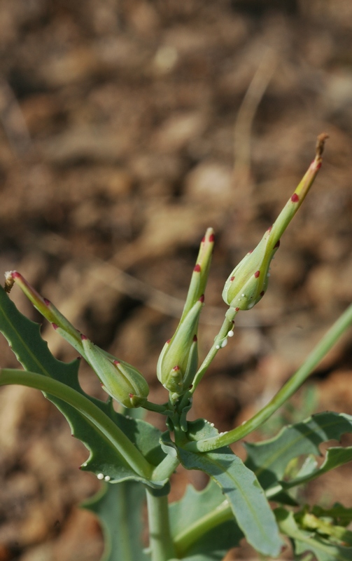 Изображение особи Lactuca undulata.